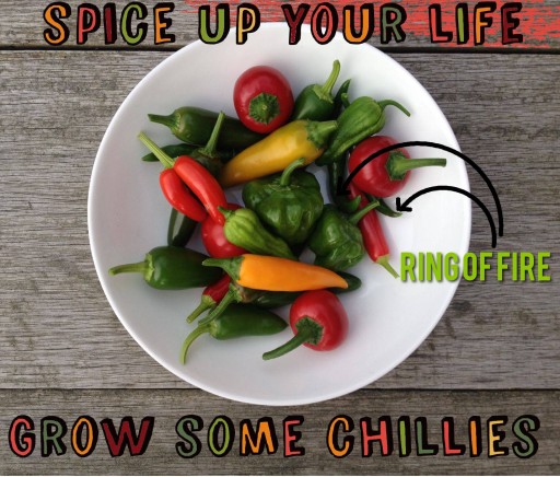 bowl of ring of fire chillies