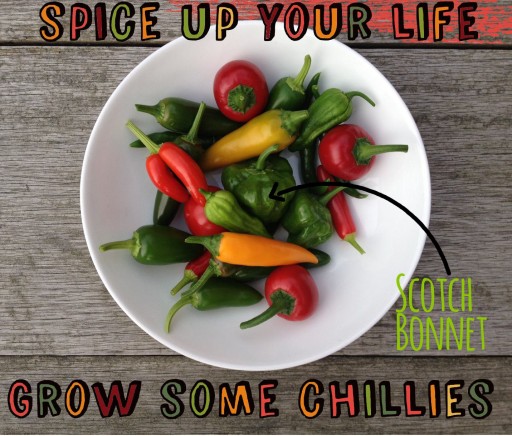 bowl of chillies with scotch bonnet being identified