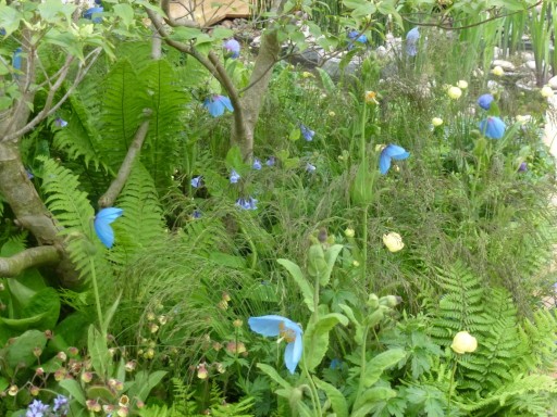 blue flowering meconopsis