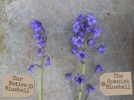 native versus spanish bluebell