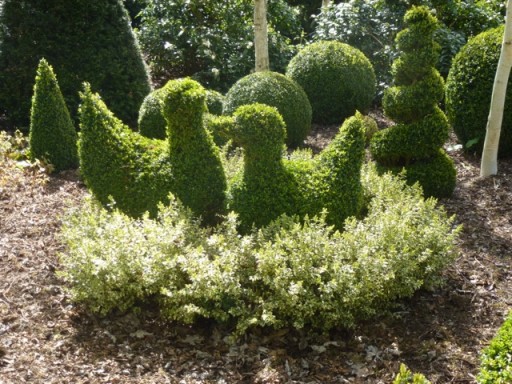 pair of topiary birds in a nest of rough buxus