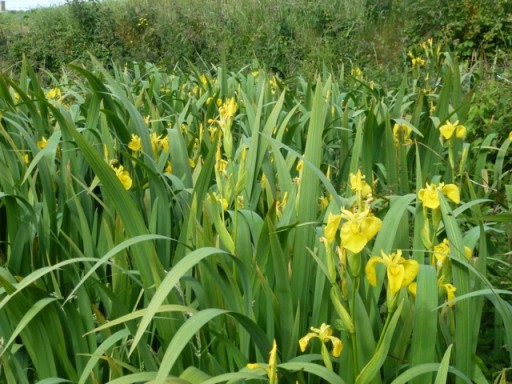 Yellow flag Iris in flower