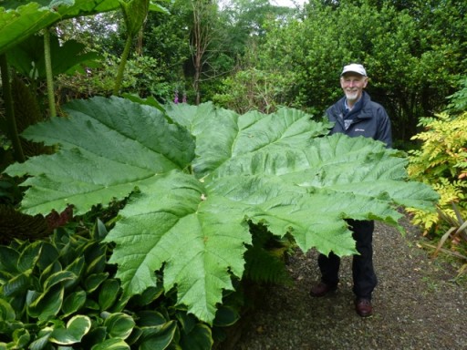 massive gunnera leaf dwarfs tall person