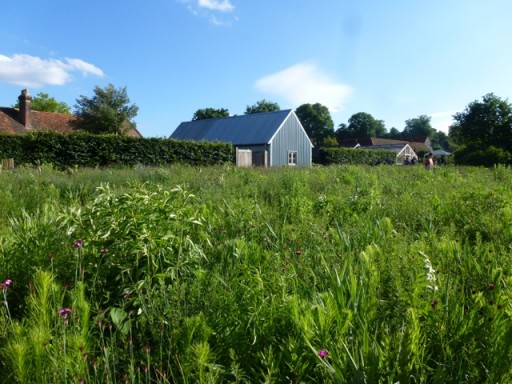 view back toward house from meadow