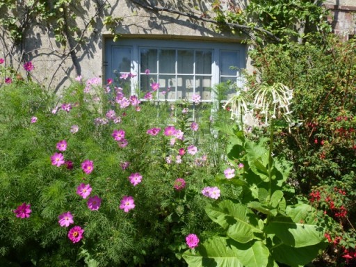 flowers reach high in this garden border at charleston