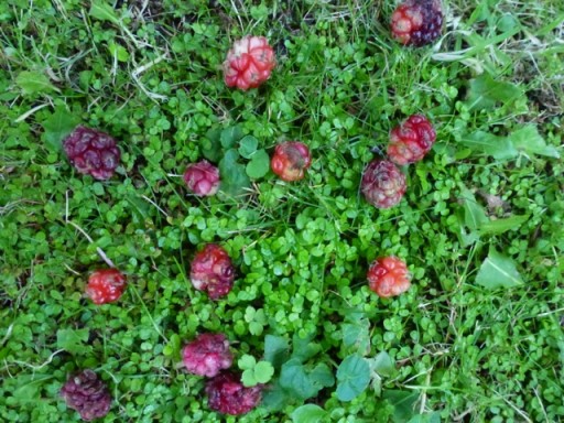 unripe mulberries on lawn