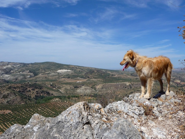 dog on a hilltop overlooking valley
