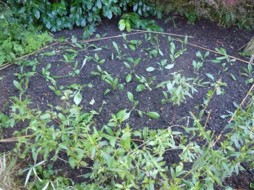canes mark out planted area in garden border