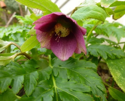 The first hellebore to flower this year.