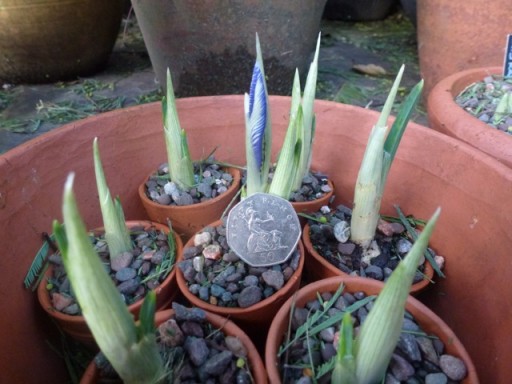 new iris shoots showing first splash of blue