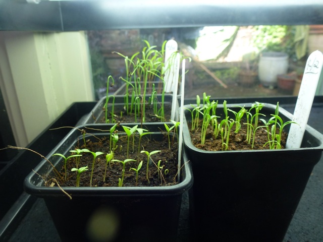 seedlings under propagator