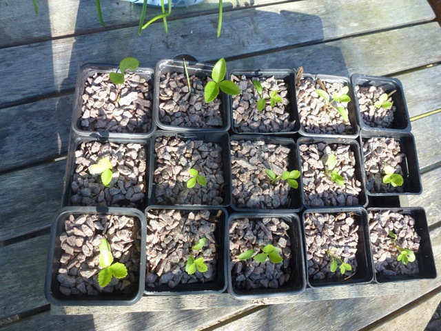 A tray of hellebore seedlings