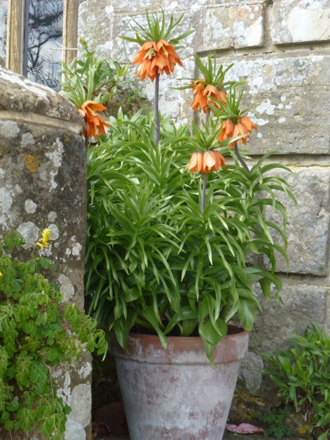 flowers bursting into life in this terracotta pot