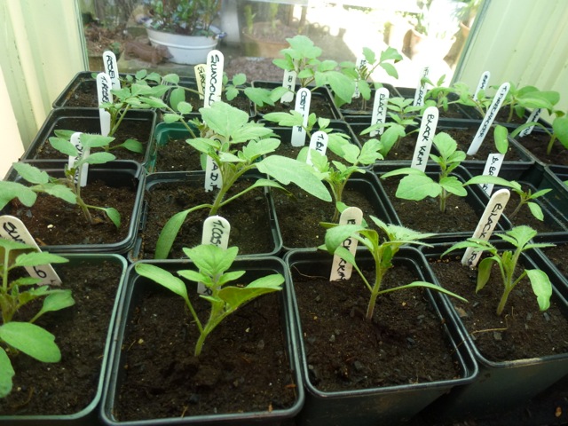 tomatoes seedlings racing up in March