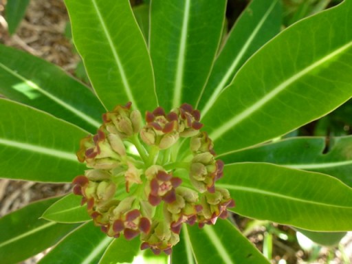 E. mellifera in flower