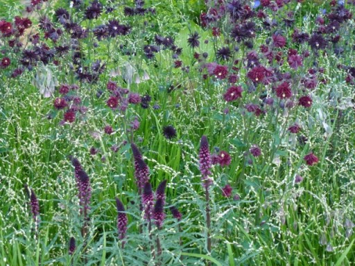 Lysimachia Beaujolais amongst grasses