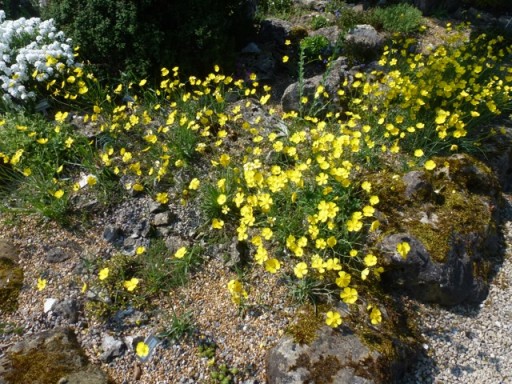 Bright yellow flowers of Ranunculus gramineus