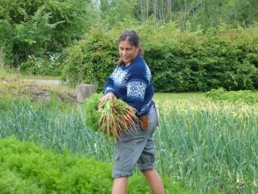 lady harvest carrots from the productive garden