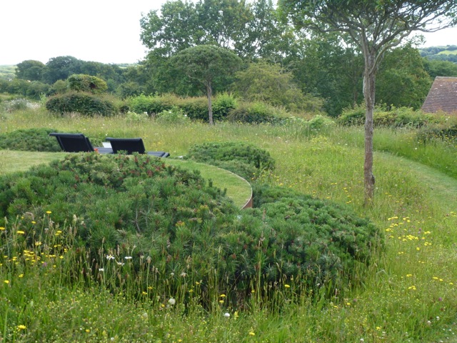 meadow like planting amongst young trees