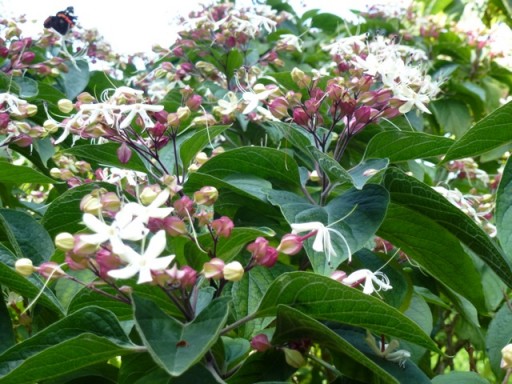 a close up of the flowering clerodendron