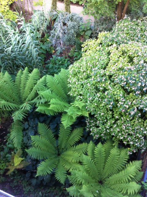 ferns mixed with flowers in this garden border