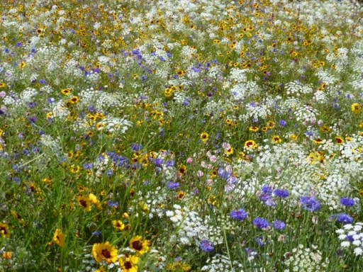cornflowers and yellows in this meadow at Glyndebourne