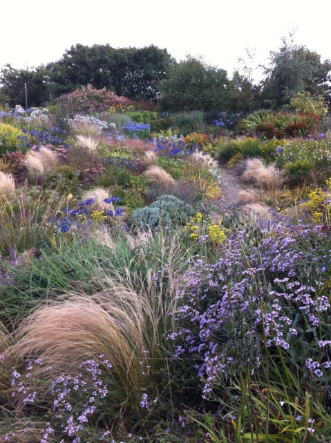 mixed planting with grasses