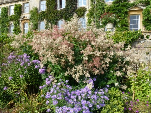 cooler colours in the border at Bowood