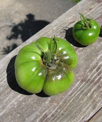 green tomatoes affected by blight