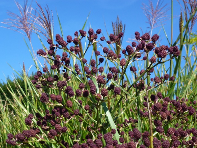 Eryngium-pandanifolium against a blue sky