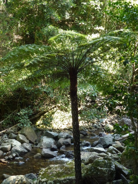 Tree fern in Australia