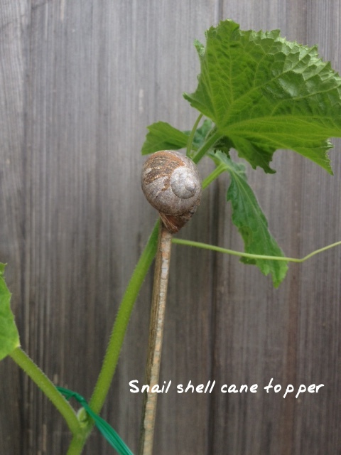 a snail shell on top of a garden cane