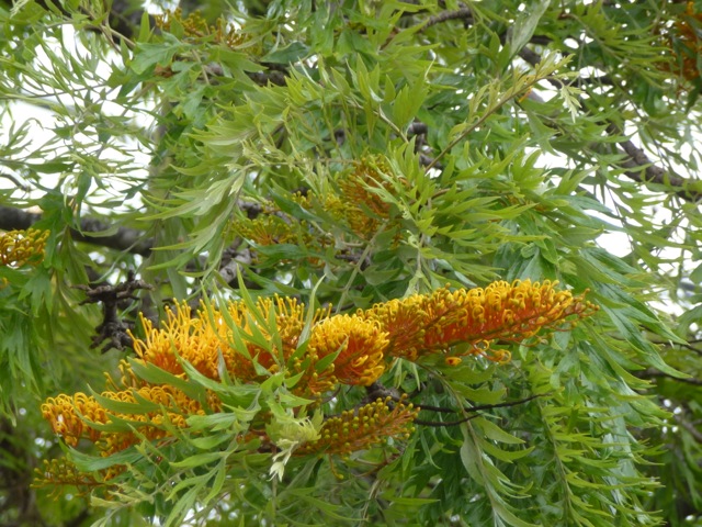 flowering Grevillea robusta