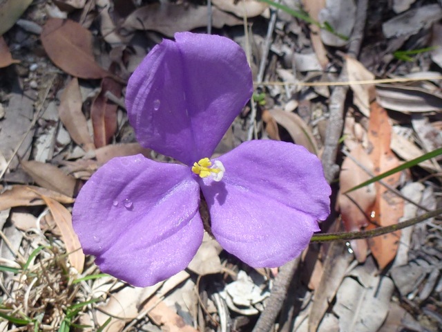leafy purple flag iris