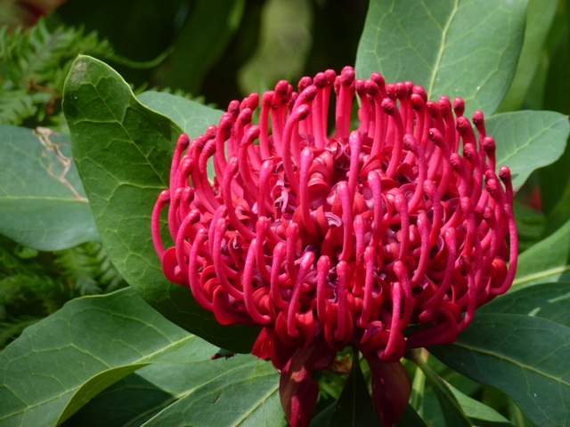 deep red flower in bloom in Australian garden
