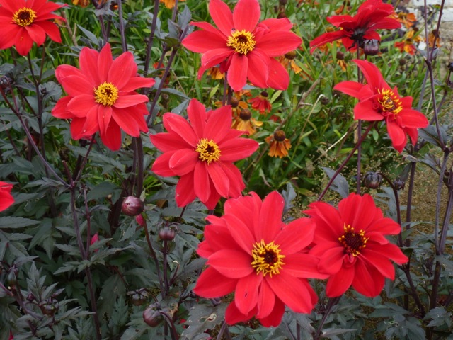 example of red flower