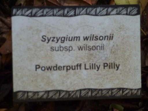 powderpuff lilly pilly