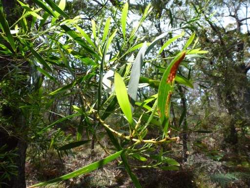 wattle tree in Australia