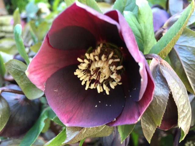 dark hellbore flower
