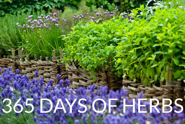 herb border at the height of the season