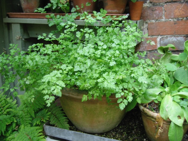a pot of chervil growing near the house