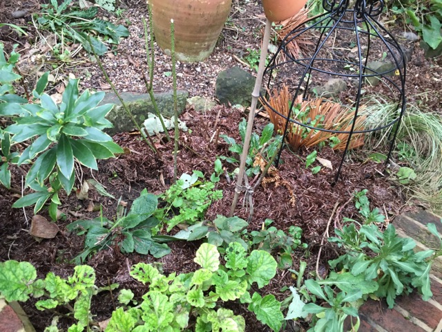 neatly kept garden border in the winter