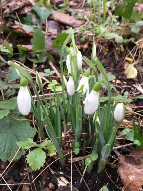 the first sign of the snowdrops in January 2015