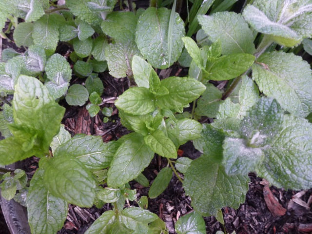 fresh young mint shoots growing in border