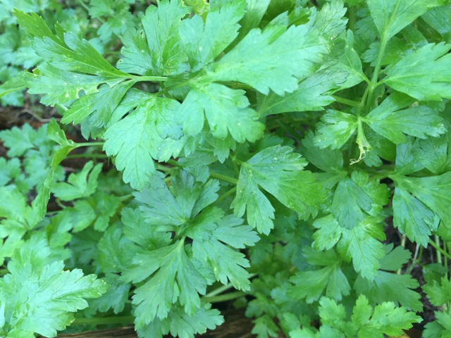 close up of flat parsley leaves