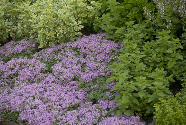 a carpet of different types of thyme