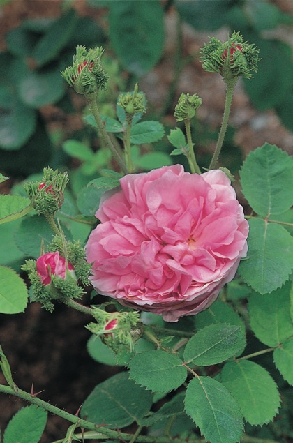 Pink fowering rose in bloom