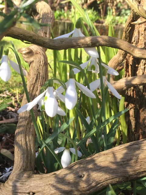 snowdrops in full bloom