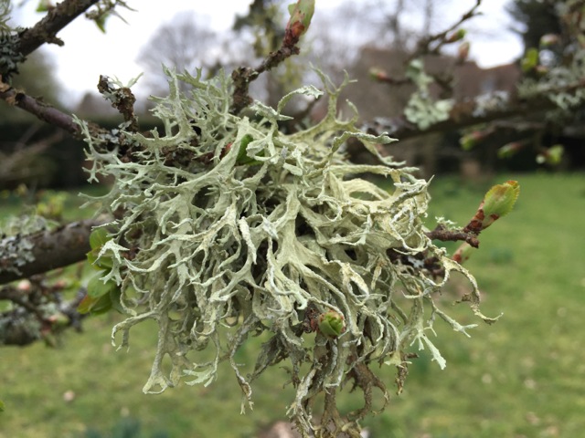 close up of lichen on tree