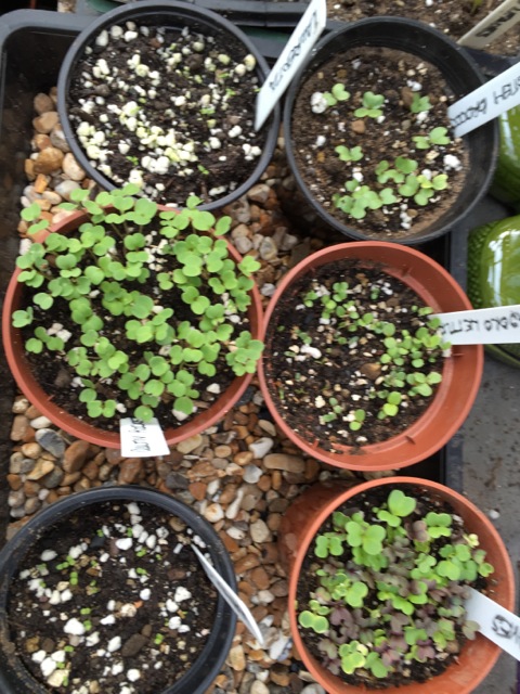 Newly germinated seedlings on the greenhouse bench	